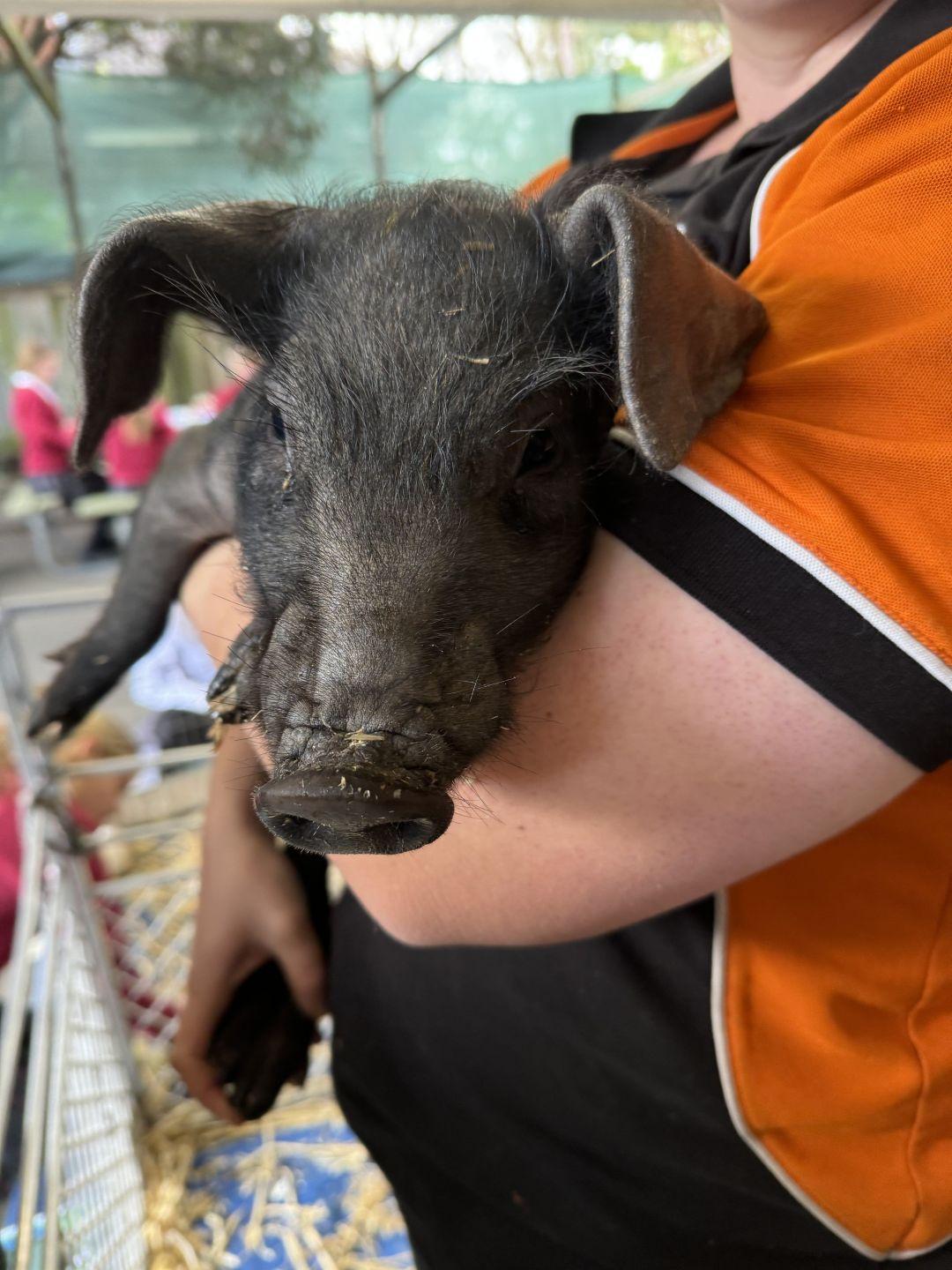 010 C3 E03 7 B31 4 EDA BE66 A6 FF6 B780 DA2