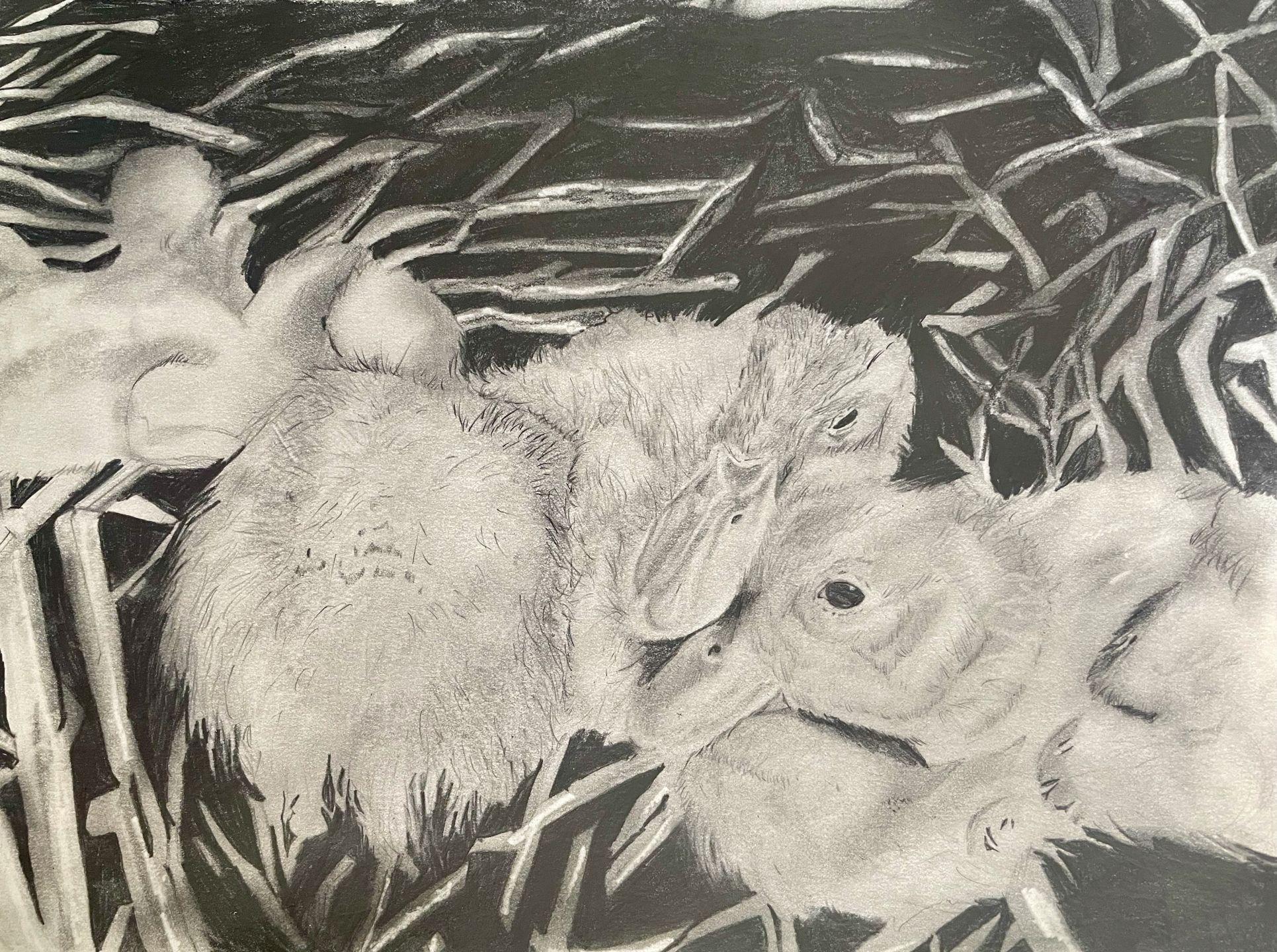 Sophia Tripoldi ducklingsjpeg