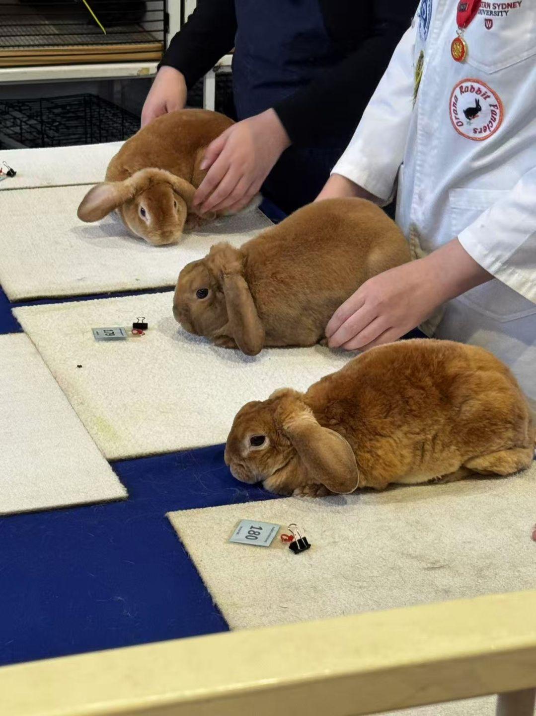 Mmexport1775691355961